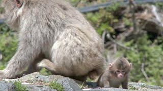 【 SNOW MONKEY 】☆ Cute Babies / new born☆　地獄谷野猿公苑