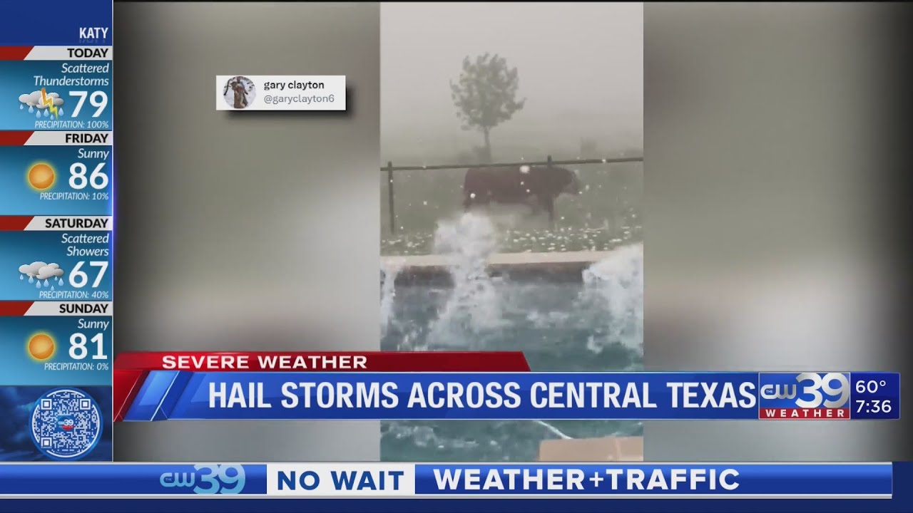 Bull caught in hail storm in north Texas - Adam Krueger tells us where ...