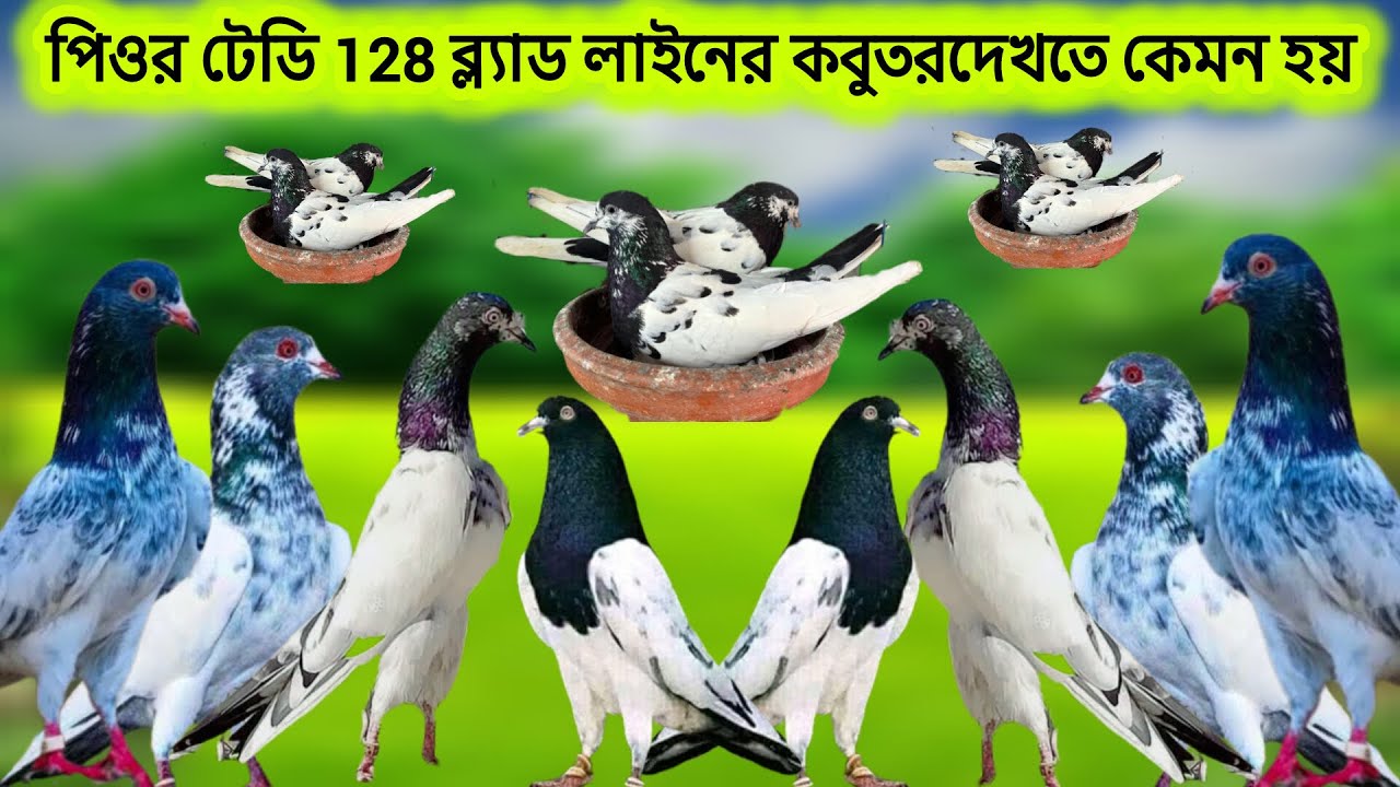 দেখুন পিওর টেডি 128 ব্ল্যড লাইনের কবুতর কেমন হয় teddy kobutor 128 