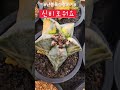 #참!!쉽죠#초보자도 할수있는 난봉옥 수정하여 발아까지