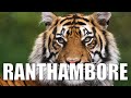 Tiger sighting at Ranthambore - Evening Safari - Exploring Ranthambore Episode 3