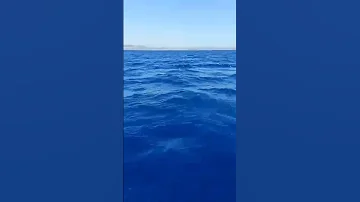 صوت الحوت الازرق تصوير حقيقي 