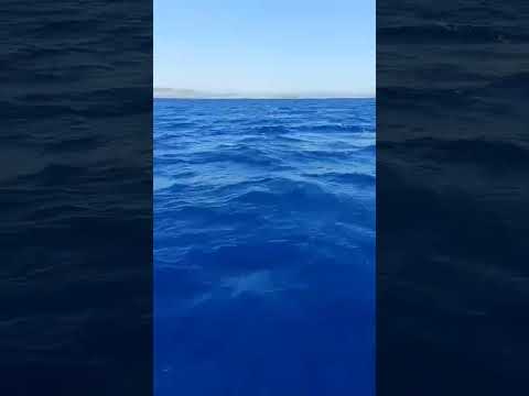 فيديو: مشاهدة الحوت من أوركني