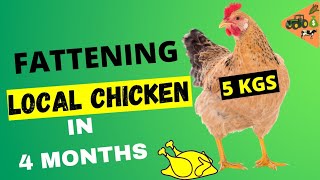 4 WAYS ON How to FATTEN UP LOCAL CHICKENS | How TO MAKE INDIGENOUS CHICKENS GROW FASTER AT HOME