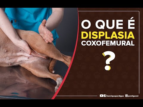 Vídeo: Como Tratar Cães para Envenenar Cebola