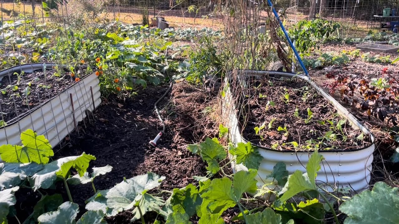 Adding to Raised Beds From Pathway Compost (The Beauty of Tree Mulch ...
