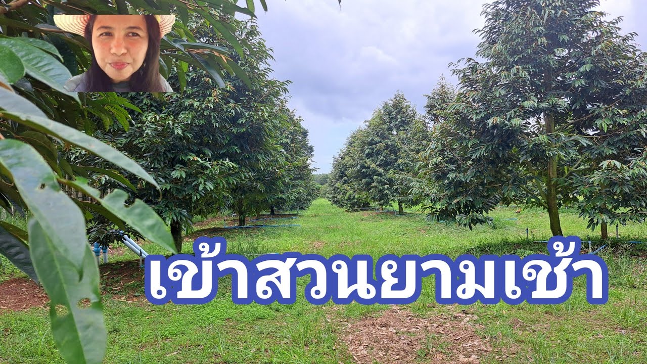 เข้าสวนยามเช้า#เกษตรบ้านสวน #เจ้ชงชอบเล่าชอบไล้ 2ธ.ค 68