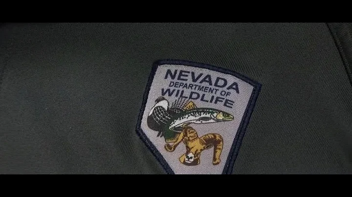 How to protect your pets from coyotes