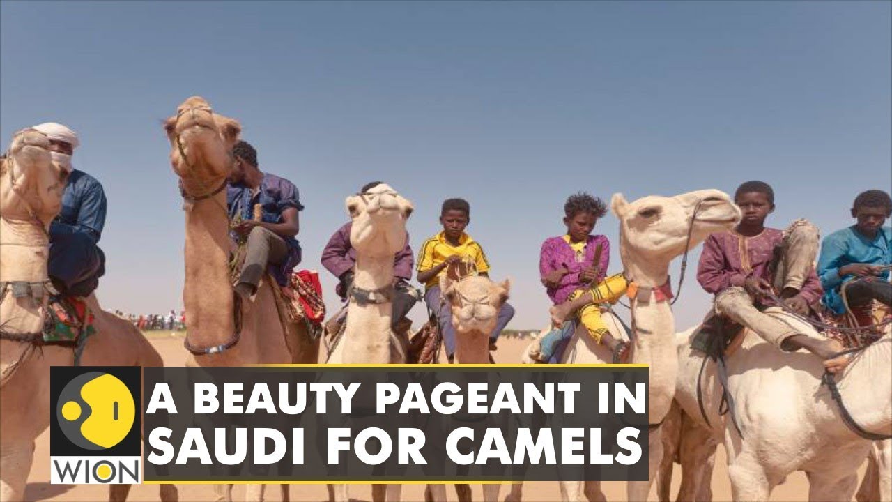 Over 40 camels disqualified from Saudi Arabia's ‘beauty contest’ over