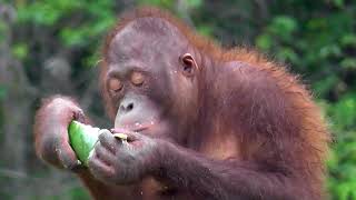 Volunteering with Orangutans  Enrichment work at Samboja Lestari