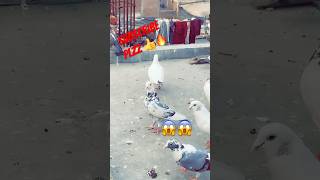 😱😱🔥#birds#viral#kbooter#shortsviral#pigeon#kbooterbazi#kbootar#trendingshorts#shots#pigeo😱😱😱😱