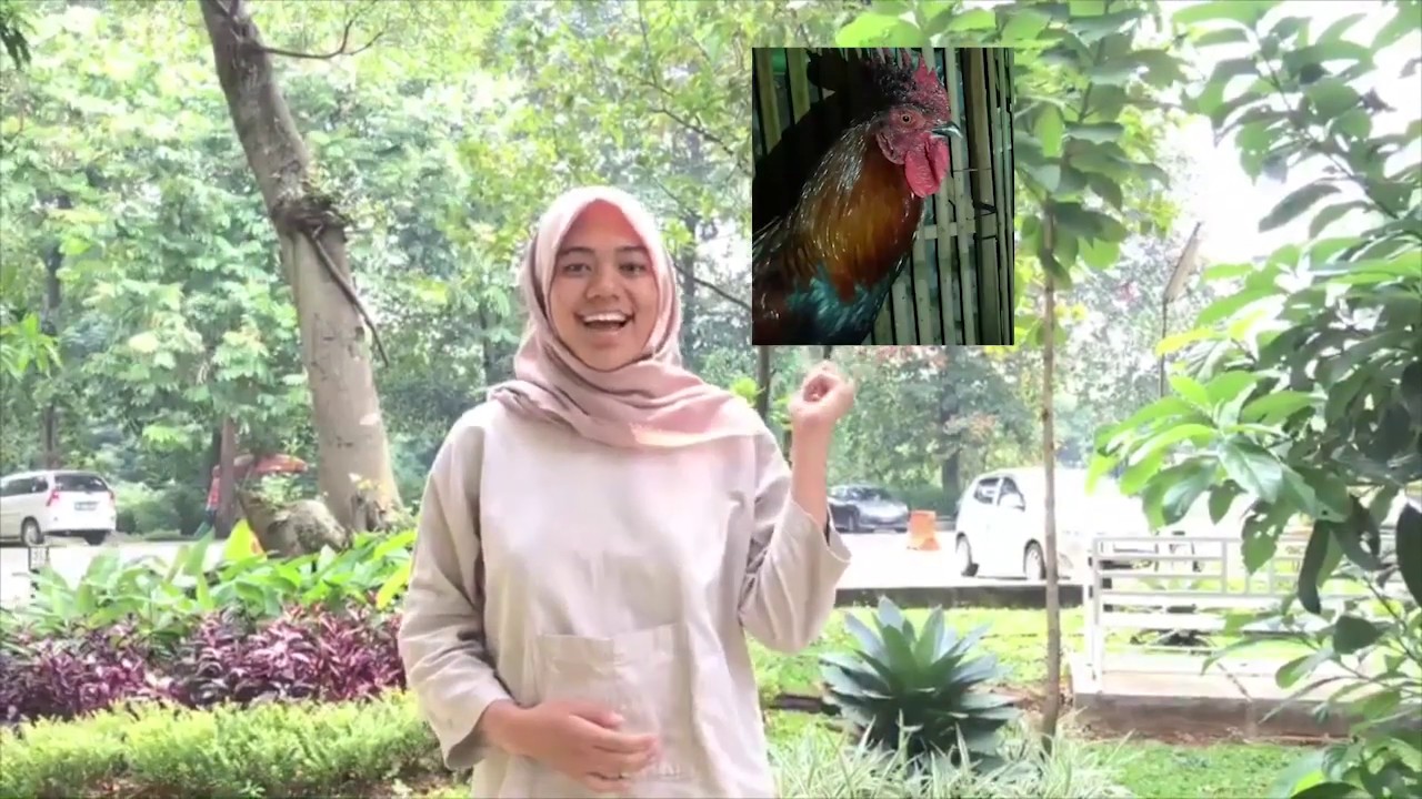 Praktikum Fisiologi Hewan 2020 : Analisis Suara Ayam Jantan Kelompok 3