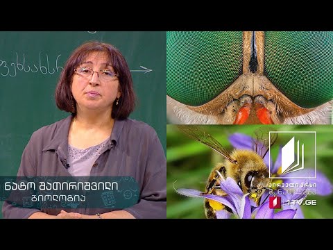 ბიოლოგია, VII კლასი - ფეხსახსრიანთა ტიპი #ტელესკოლა
