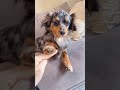 恐る恐る検証してみたら... #チワワ#犬のいる暮らし