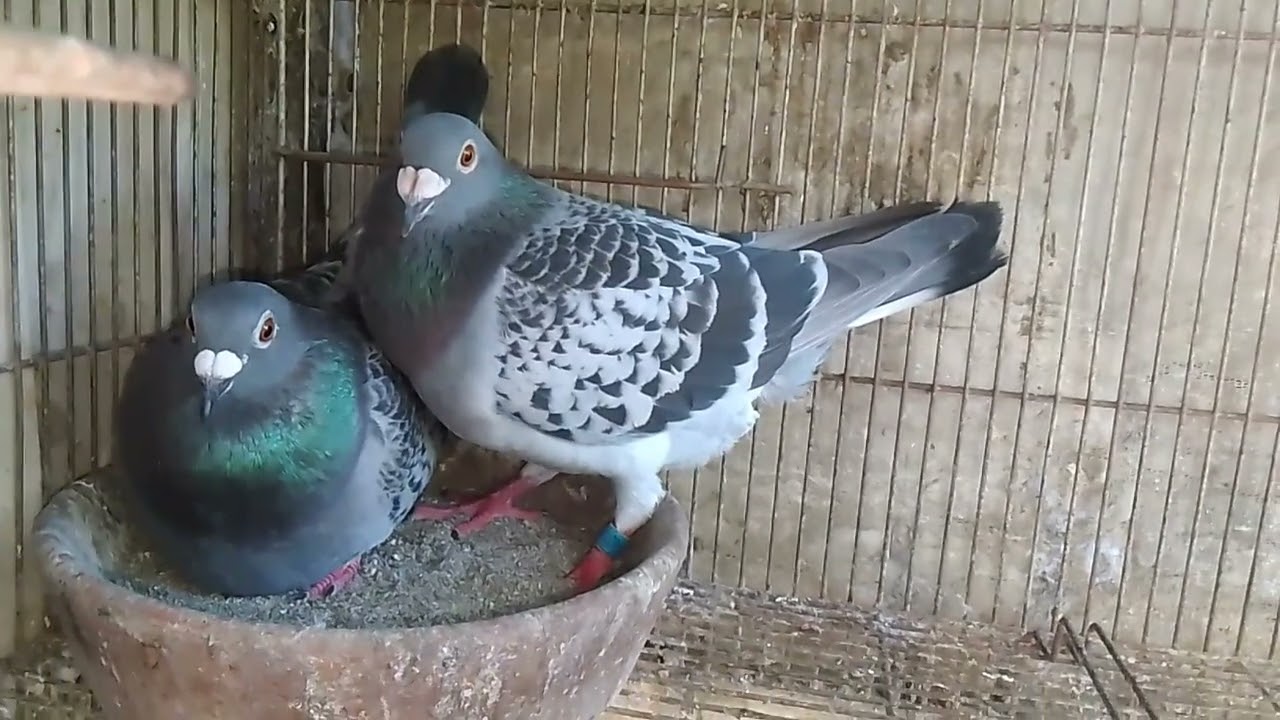 LOFT FLY SA TANGHALI | DELEON BROTHERS LOFT