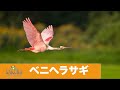 ベニヘラサギ Roseate Spoonbill【コスタリカ】