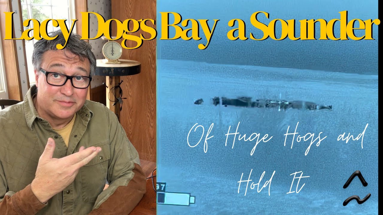 Texas Blue Lacy Dogs Bay a Sounder of Huge Hogs and Hold It!