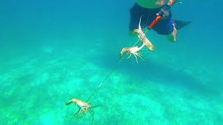 Spearfishing Lobster In The Bahamas Abaco Island
