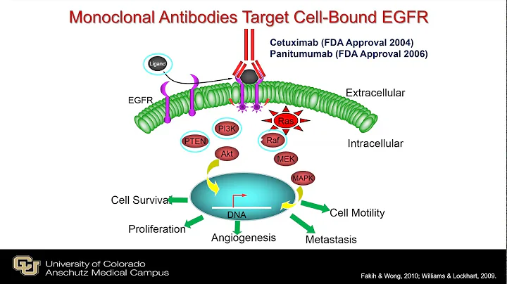 Biomarkers: Next Generation Sequencing and Updates on NTRK and ctDNA