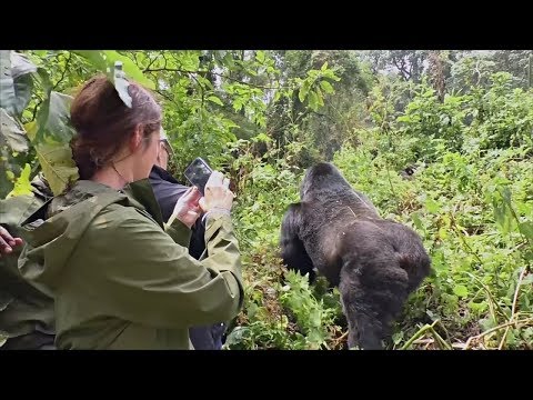 Video: Kako krenuti na gorilla trekking u Ruandi