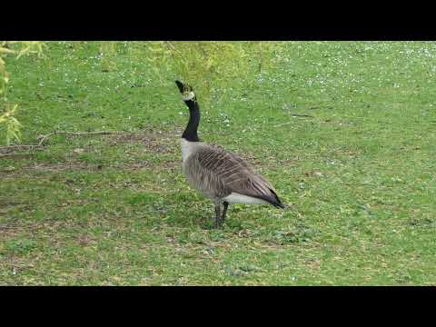 Canada Goose eating willow leaves