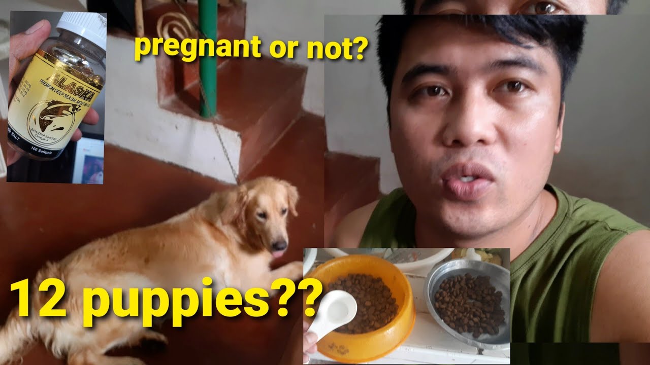 3 Weeks Pregnant Golden Retriever Signs Na Buntis Ang Aso YouTube