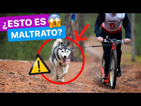 Video: Cómo andar en bicicleta con tu perro: ¡no importa qué tamaño!