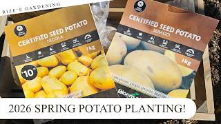 Planting my 2026 SPRING Potatoes! 🥔
