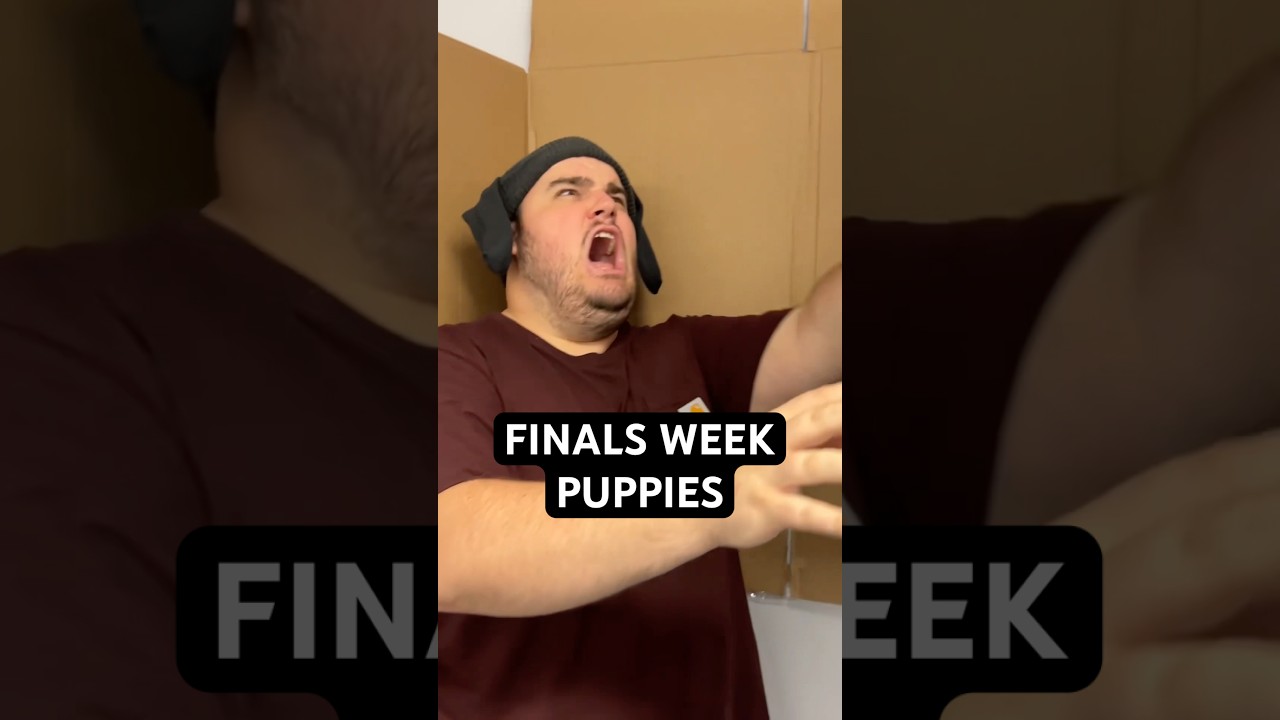 what happens when the therapy dogs need therapy