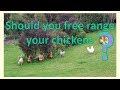 Should you free range your chickens ?
