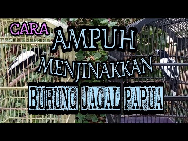 Cara Menjinakkan Burung Jagal Papua Yang Giras/Glabakan. class=