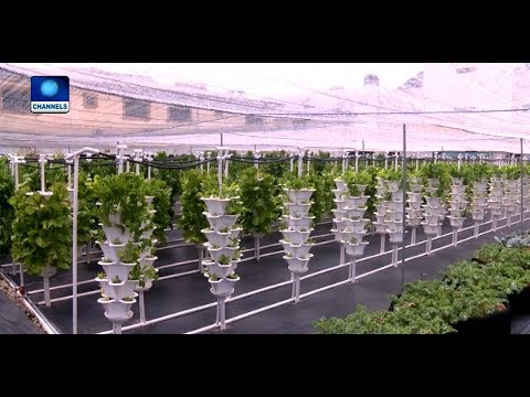 ⁣Young Nigerian Adopts Hydroponics Farming Methods In Lekki Pt.1 |Earthfile