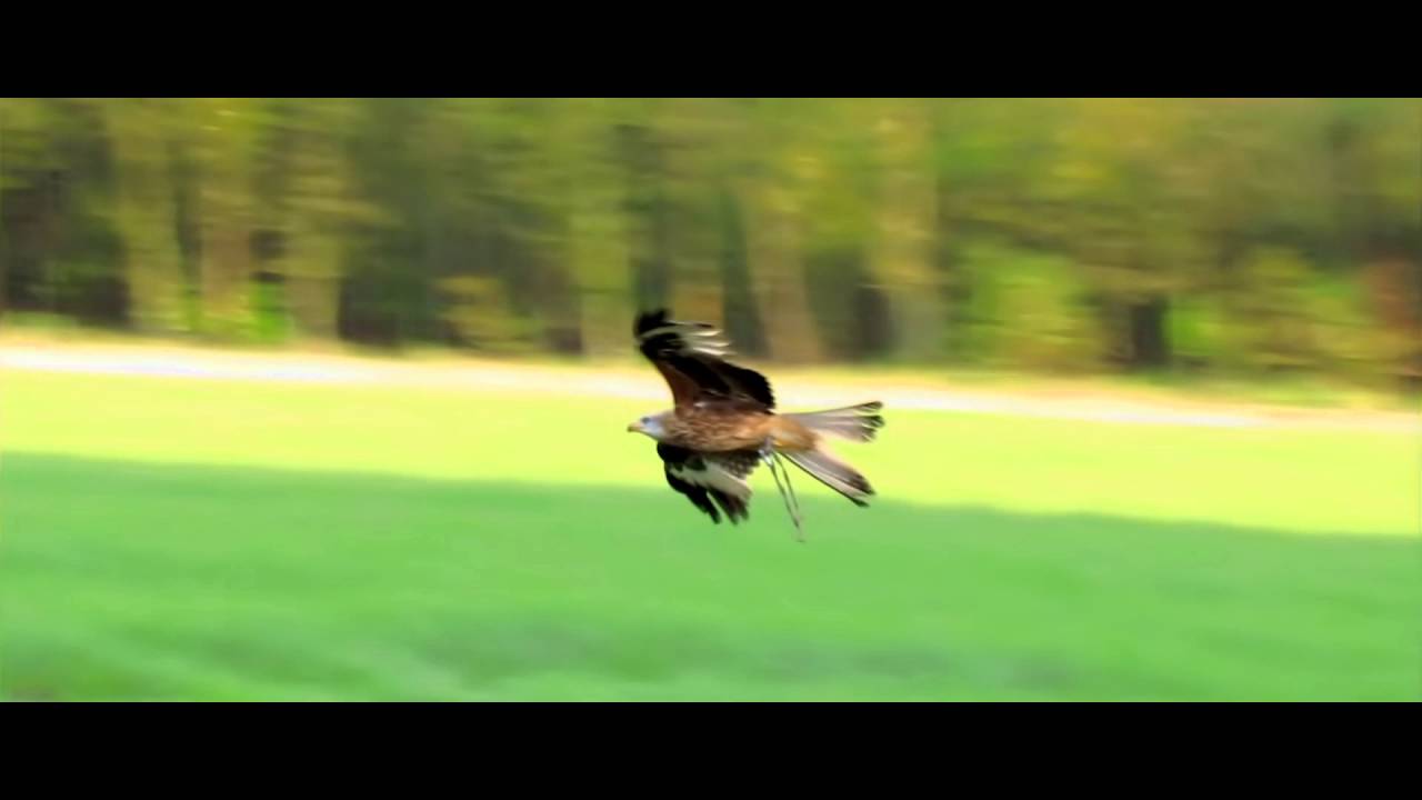 Valkerij Falconeria Harristo - Vogels in vlucht