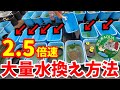 秋の大量水換え方法2.5倍速！秋のメダカ屋外飼育！めだか飼育は趣味としては最高だね(*´ー｀*)サファイア.スーパー魔王改.シャンパンゴールド.安らぎAQUAちゃんねる