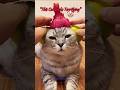 This Cat Turned Into a Monster 😱 Costume Mode! #cat #costume #viral #funnycat #pets #shorts #scary