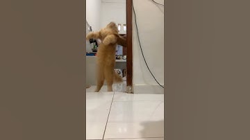 Thumbnail of Video kucing joget tik tok lucu||#short