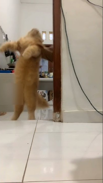 Video kucing joget tik tok lucu||#short