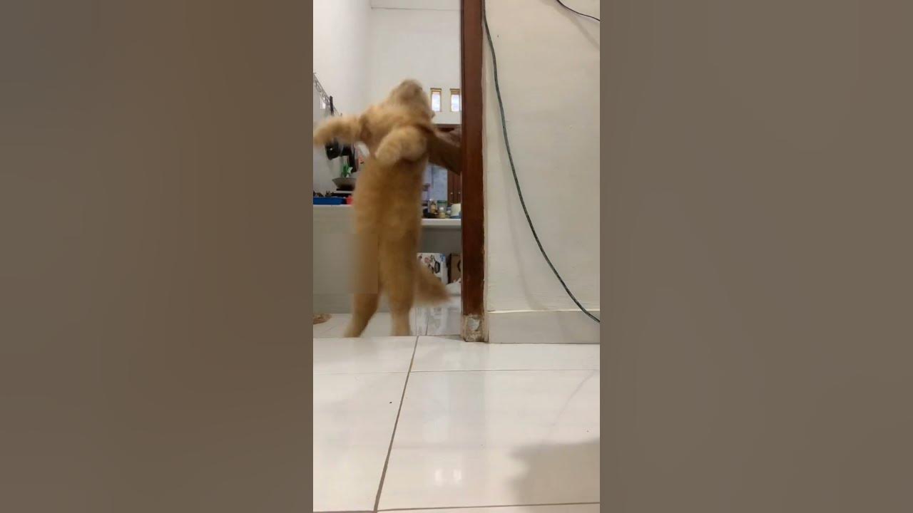 Video kucing joget tik tok lucu||#short Video kucing joget tik tok lucu||#short