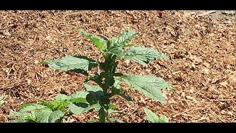 Pigweed, the weed we all have!