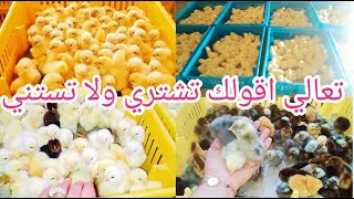 بشره خير لاسعار الكتاكيت ? ونزول إجباري لاسعار العلف و اسعار الفراخ بتفرح المربي?