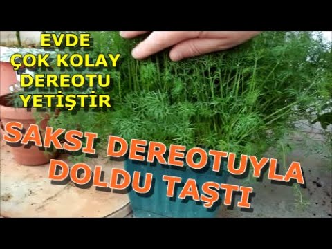 Video: Dereotu Kapalı Yetiştirme