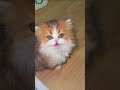 Cute Little Kitten Sing A SongЁЯР ЁЯОд ЁЯШ Cute Little Kitten Sing A SongЁЯР ЁЯОд ЁЯШ