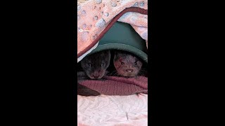 The Scottish SPCA said it is currently caring for an “unusual’ number of otters.