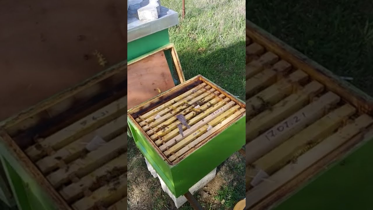 Why should expand on time the hive? Pse duhet ti japesh hapesire ne kohe bletes?