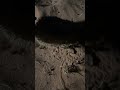 أول مرة أسمع صوت القنفذ أول مرة أسمع صوت القنفذ