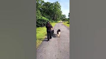 Leo Aur Zeus Ka Morning Walk | #shorts #camerababa #gsd #dog #pets