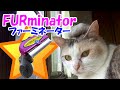 ファーミネーター猫短毛用を使ってみました！　Tried using "FURminator"