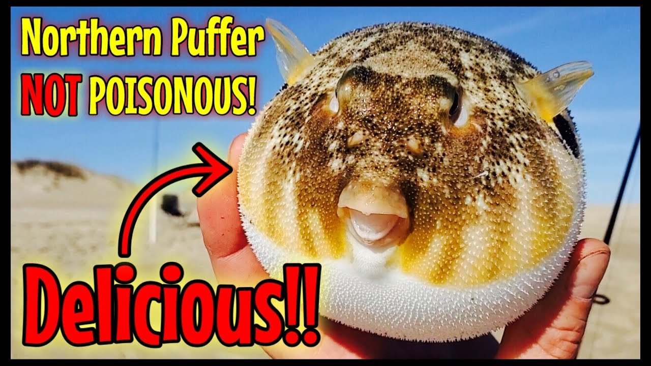 Northern Puffer Fish Clean & Cook (NOT POISONOUS) Best Beer Batter Recipe OBX Fishing - YouTube