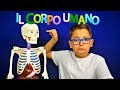 OCCHIO ALLO SCHELETRO! - IL CORPO UMANO - Leo Toys