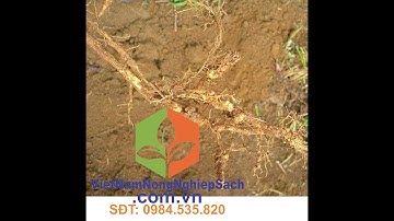 KỸ THUẬT XỬ LÝ BỆNH LỞ CỔ RỄ TRÊN CÂY CÀ PHÊ